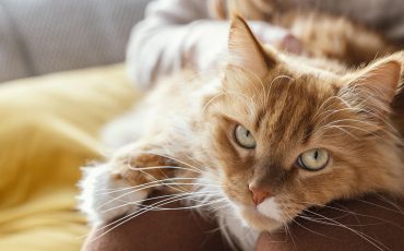Toxoplasmosis en gatos: síntomas, tratamiento y prevención