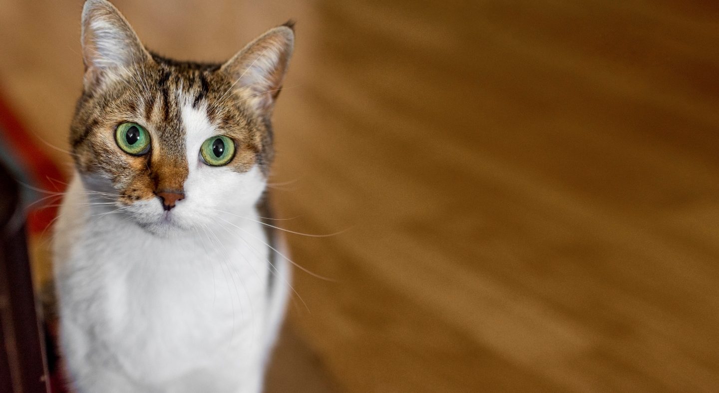 Hipertensión en gatos: síntomas, consecuencias y tratamiento