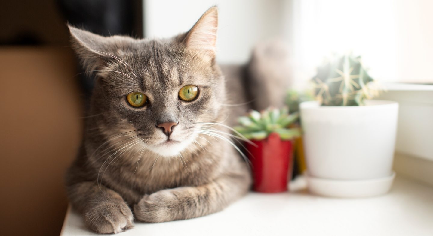 Plantas tóxicas para gatos: conoce sus peligros