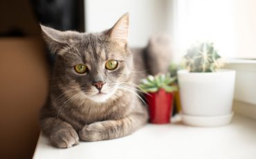 Plantas tóxicas para gatos: conoce sus peligros