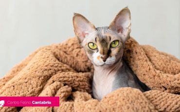 Cómo afecta el frío a los gatos: cuidados para protegerlos en invierno