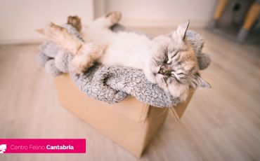 La letargia en gatos: qué es, cómo tratarla y cómo prevenirla