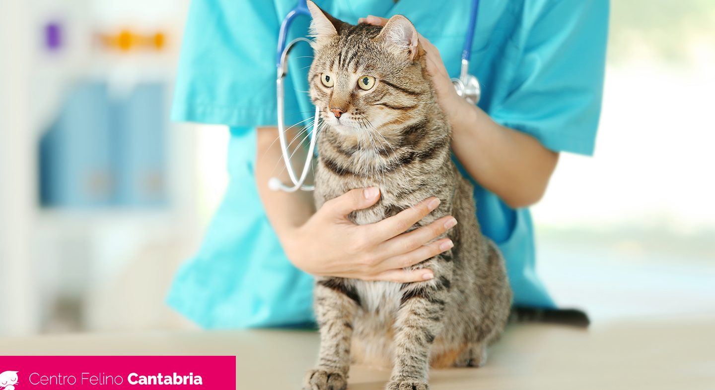 Ácaros en gatos: cómo cuidar sus oídos