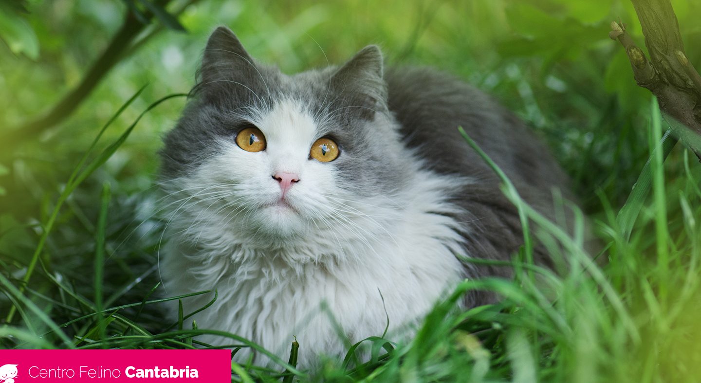 Golpe de calor en gatos: síntomas, tratamiento y prevención
