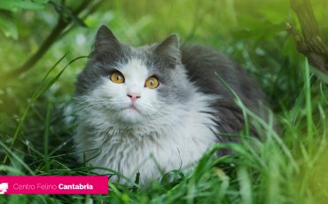 Golpe de calor en gatos: síntomas, tratamiento y prevención