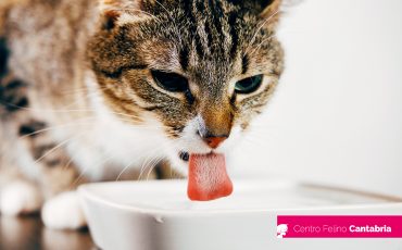 Deshidratación en gatos: síntomas y prevención