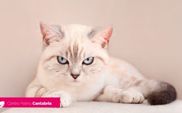 Causas del estrés en gatos y cómo tratarlo